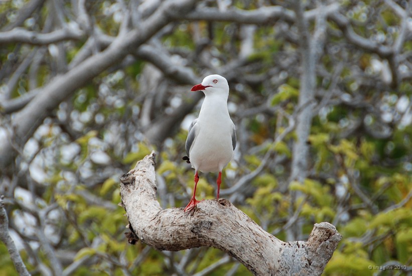 20- Une mouette australienne guettant sa prochaine proie.JPG